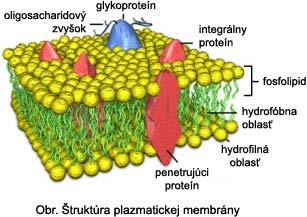 zložku) fosfolipidy tvoria vo vodných roztokoch a v podobnom prostredí dvojvrstvovú štruktúru (Obr. 38). Obr. 38. Štruktúra plazmatickej membrány (http://www.wikipedia.org).