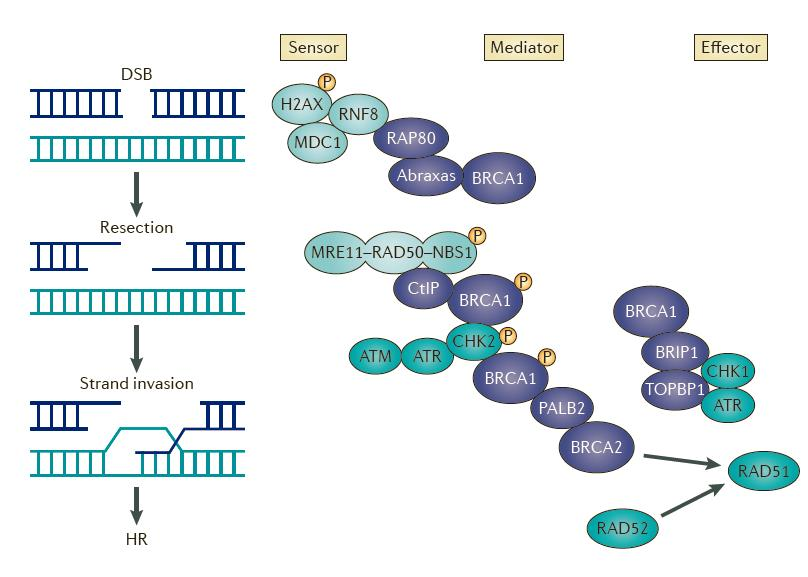 DNA Double Strand Break Response BRCA1 & BRCA2 participate in Homologous Recombination using undamaged sister chromatid HR is the major mechanism for