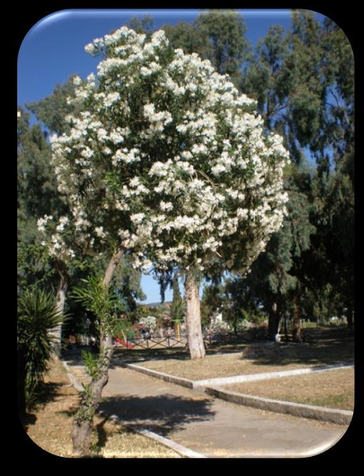 ασπαρτιά, την πικροδάφνη, την αβρομουσιά, το