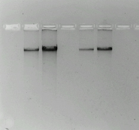 64 Σχήμα 4.1. Ανάλυση γενωματικού DNA του βακτηρίου Erwinia carotovora. Φαίνονται τα περιεχόμενα σε δύο διαφορετικές ποσότητες από κάθε κλάσμα έκλουσης. 4.1.3.