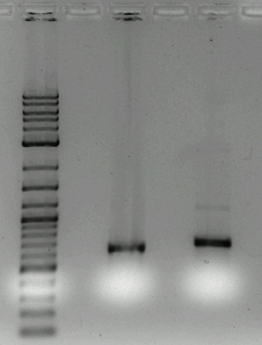 67 Σχήμα 4.3. Ανάλυση σε πήκτη αγαρόζης των προϊόντων PCR. Στην 1 η θέση ο marker, στην 3 η το προϊόν PCR για τον ισότυπο YP_050807 και στην 5 η θέση το προϊόν PCR για τον ισότυπο YP_050882.