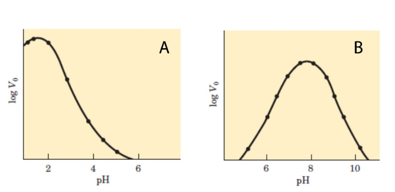 9. Στις παρακάτω καμπύλες δίνονται οι γραφικές παραστάσεις της δραστικότητας δύο ενζύμων Α και Β ενός ανθρώπου, σε σχέση με το ρη.