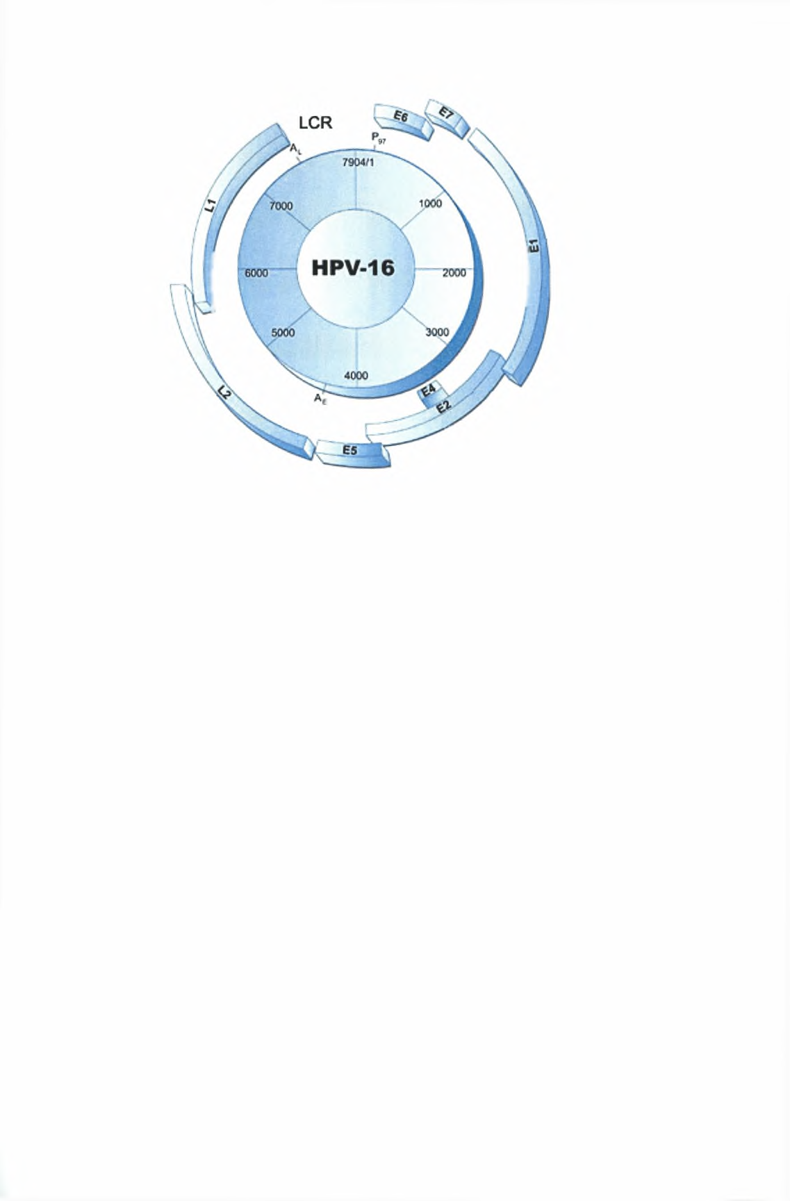 Εικόνα 4.4: Το γένωμα του HPV 16 4.2.