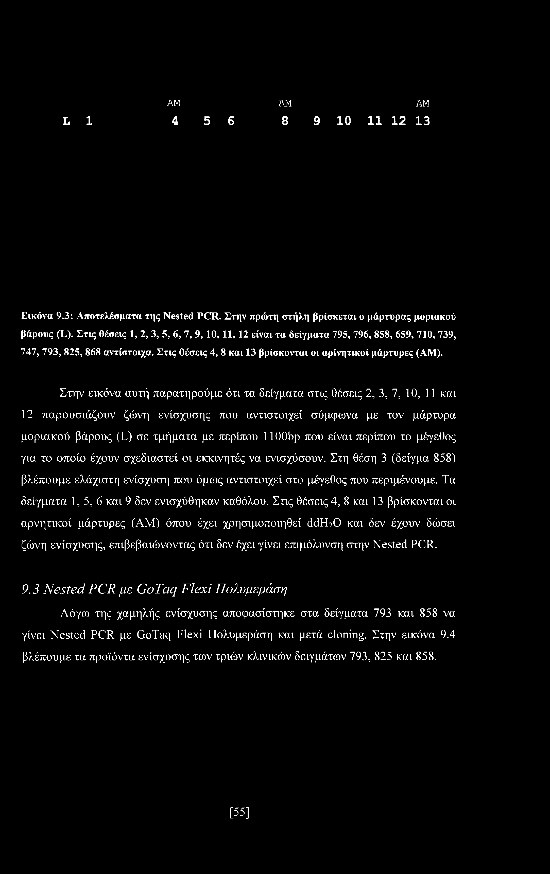 Στην εικόνα αυτή παρατηρούμε ότι τα δείγματα στις θέσεις 2, 3, 7, 10, 11 και 12 παρουσιάζουν ζώνη ενίσχυσης που αντιστοιχεί σύμφωνα με τον μάρτυρα μοριακού βάρους (L) σε τμήματα με περίπου lloobp που