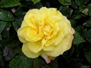GOLD WIND Θάμνος με πλούσια βλάστηση και υγιές φύλλωμα. Τριαντάφυλλα με χρώμα κίτρινο σε θαυμάσιο σχήμα.