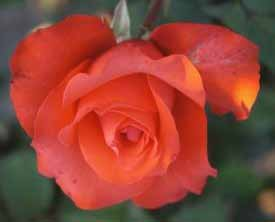 HOLSTEIN Τριαντάφυλλο με εξαιρετικό κόκκινο-κεραμιδί χρώμα και ελαφρύ άρωμα.