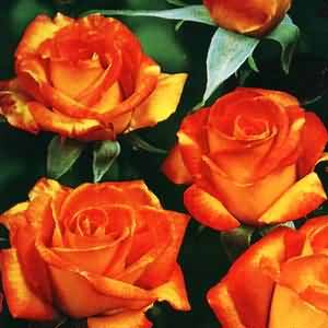 KIMONO Υπέροχα διπλά ροζ τριαντάφυλλα με έντονο άρωμα.