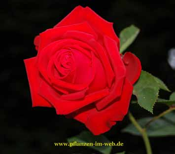 ΥΒΡΙΔΙΑ ΤΣΑΓΙΟΥ Θαμνώδεις τριανταφυλλιές με μεγάλα τριαντάφυλλα SOPHIA LOREN Άνθη σε κόκκινο βελούδο με υπέροχο
