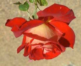 BICOLETTE Κόκκινα, με μωβ αποχρώσεις τριαντάφυλλα με ελαφρύ κίτρινο στην εξωτερική επιφάνεια.