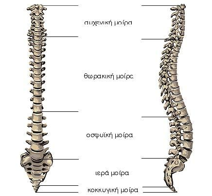 ΚΕΦΑΛΑΙΟ 1ο 1.1 Ανατομία σπονδυλικής στήλης Η Σπονδυλική Στήλη (Σ.Σ) είναι μια δομή υψηλής ακρίβειας και στιβαρής κατασκευής, που προσφέρει σταθερότητα και κινητικότητα (Hamilton & Luttgens, 2002).