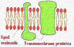 periferne membranske beljakovine niso direktno v membrani, vključene so na