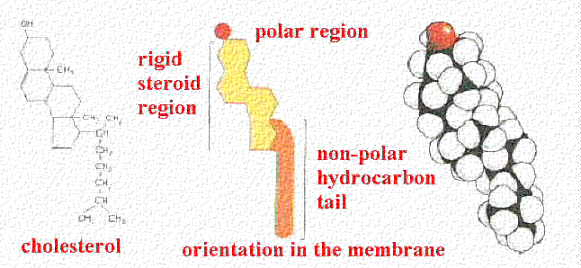 Membrana evkariontov Steroli npr.