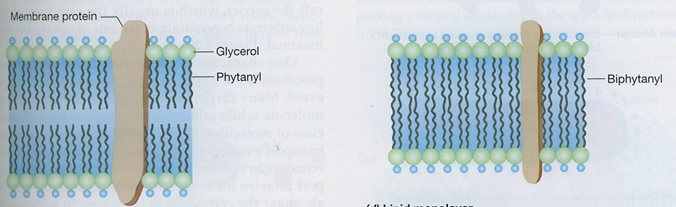 Membrane Arheae Lipidna dvoslojnost Lipidna enoslojnost pri visoki temperaturi membrana zelo niha in se verige povežejo rigidnost, stabilnost membran povečajo