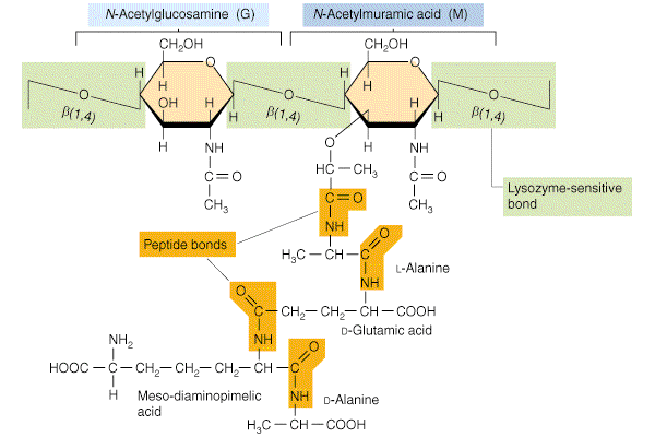 Osnovna enota peptidoglikana 2 sladkorja