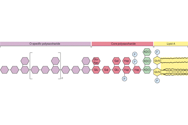 Struktura LSP - lipopolisaharida LPS sestavlja heteropolisaharidna veriga vezana na glikolipid (lipid A) in 7 molekul sladkorja ( core polisaharidi =