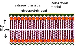 V 50 letih je Robertson je opazoval membrane