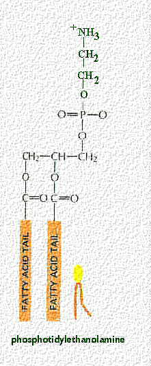 Kemična struktura fosfolipida fosfat glicerol Alberts