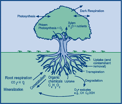 Fitoremediacija Razgradnja polutantov s pomočjo rastlin poteka v več stopnjah: oksidacija (npr. P450, peroksidaze) redukcija (npr.