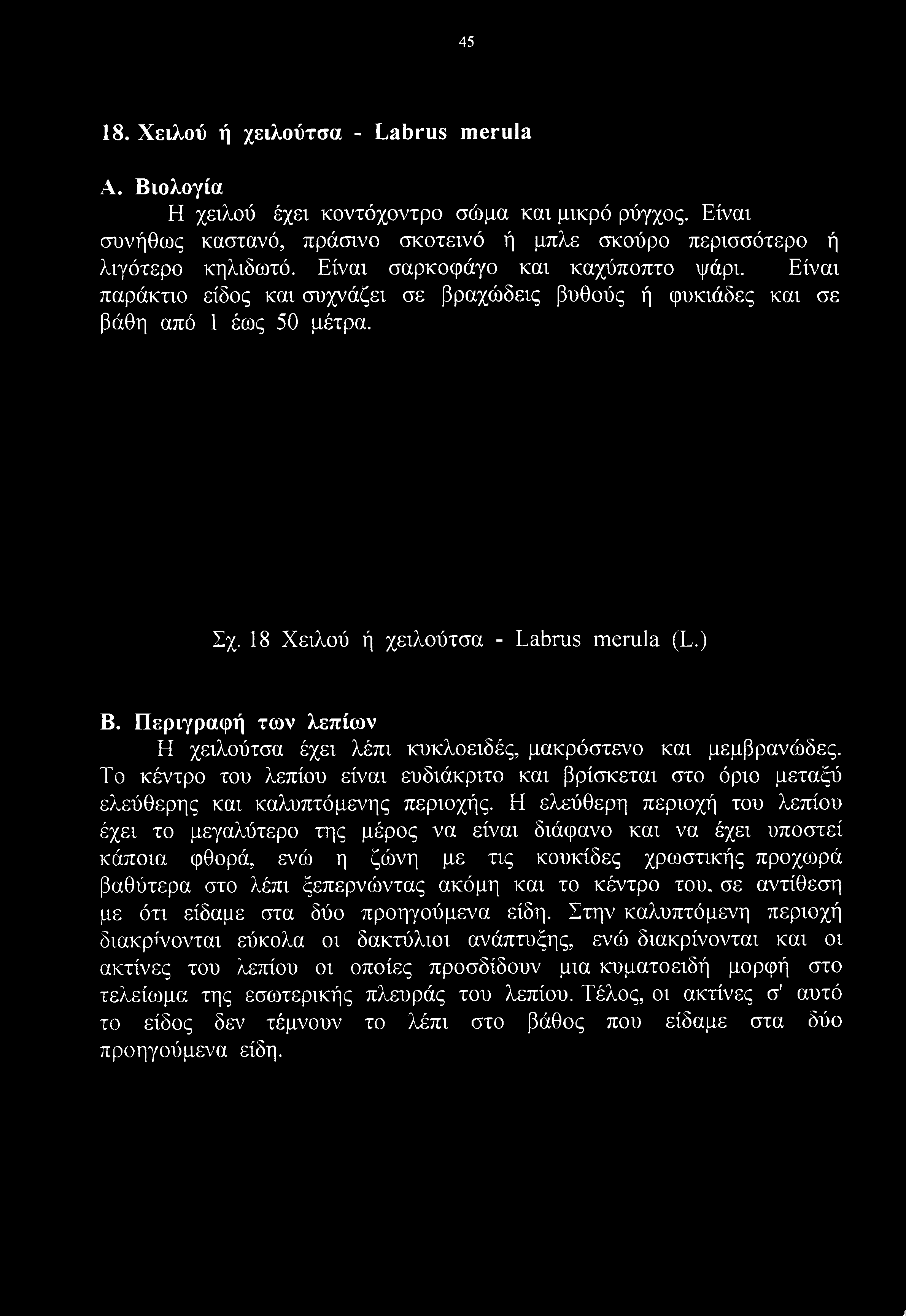 Περιγραφή των λεπίων Η χειλούτσα έχει λέπι κυκλοειδές, μακρόστενο και μεμβρανώδες. Το κέντρο του λεπίου είναι ευδιάκριτο και βρίσκεται στο όριο μεταξύ ελεύθερης και καλυπτόμενης περιοχής.