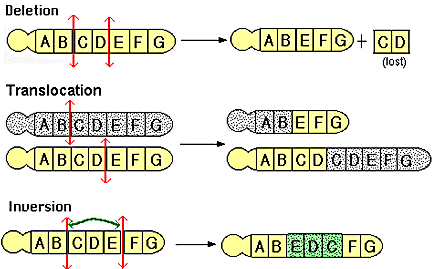 Χρωμοσωμικές μεταλλάξεις Αλλαγές στη δομή των χρωμοσωμάτων κατά τις κυτταροδιαιρέσεις Deletion αφαίρεση