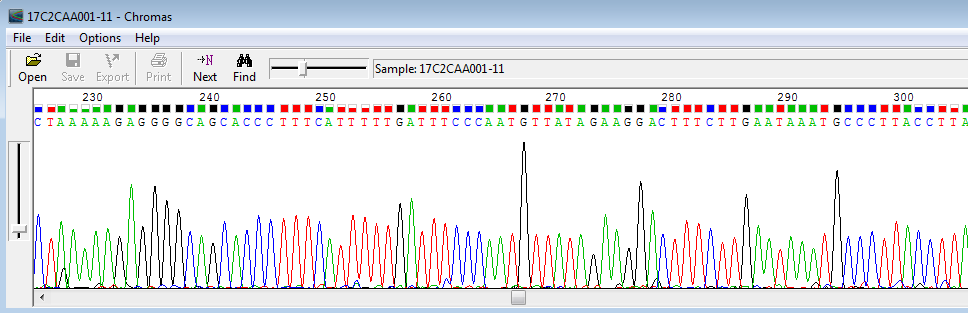 Εικόνα 55: Τμήμα από χρωματογράφημα αλληλούχισης τμήματος του μιτοχονδριακού γονιδιώματος του οργανισμού Bactrocera kandiensis.