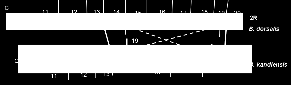 Αυτό έχει ως αποτέλεσμα το τμήμα που περιλαμβάνεται σε αυτά τα δύο σημεία να αναστρέφεται, γεγονός που φανερώνεται από τη διαφορά στη σειρά των ζωνώσεων (εικόνα 65).