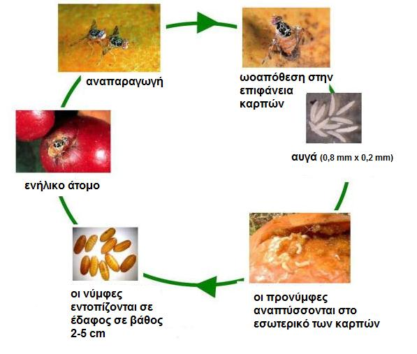 Εικόνα 3: Κύκλος ζωής των εντόμων της οικογένειας Tephritidae (8) Εικόνα 4: Προνυμφικά στάδια των εντόμων της οικογένειας Tephritidae (9) Τα είδη μπορεί να γεννούν παραπάνω από μία φορά σε μια