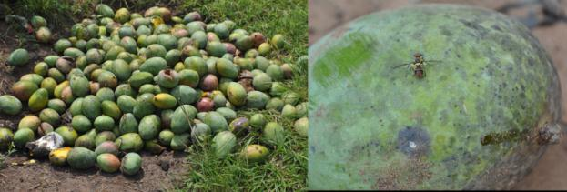 φρούτα όπως τα γκουάβα, τα μάνγκο και τα αβοκάντο (εικόνα 7).