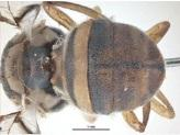 Εικόνα 9: Χαρακτηριστική μορφολογία της ραχιαίας πλευράς του είδους Bactrocera dorsalis (12) Στα θηλυκά άτομα ο ωοαποθέτης εμφανίζεται λεπτός με οξύληκτο άκρο (εικόνα 10) (Drew and Hancock, 1994).