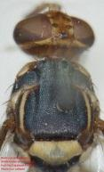 kandiensis μοιάζει με διάφορα είδη της οικογένειας Tephritidae, όπως παρατηρείται γενικά