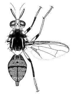 Εικόνα 15: Σχεδιάγραμμα της μορφολογίας του είδους Bactrocera kandiensis (Drew and Hancock, 1994) 1.3.2 Κατάταξη του είδους Το είδος B. kandiensis είναι μέλος του συμπλέγματος B. dorsalis.