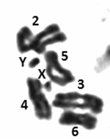 α) β) Εικόνα 19: Μιτωτικά μεταφασικά χρωμοσώματα του είδους Rhagoletis cingulata όπου διακρίνεται η ομοιότητα στο μέγεθος των δύο φυλετικών χρωμοσωμάτων Χ και
