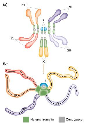 Εικόνα 21: Συσχέτιση ανάμεσα στα μεταφασικά και τα πολυταινικά χρωμοσώματα (18) Η σχέση ανάμεσα στα πολυταινικά χρωμοσώματα- που τότε ήταν γνωστά ως «γιγαντιαία χρωμοσώματα»- και των φυσιολογικών