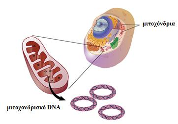 Εικόνα 32: Θέση του μιτοχονδριακού γονιδιώματος στο κύτταρο. Διακρίνονται τα πολλαπλά αντίγραφα σε κάθε μιτοχόνδριο και η κυκλική δίκλωνη δομή του (4) 1.6.