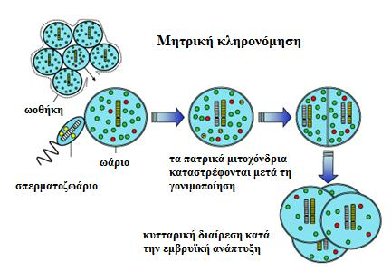 Εικόνα 33: Μητρική κληρονόμηση του μιτοχονδριακού γονιδιώματος (5) 1.6.