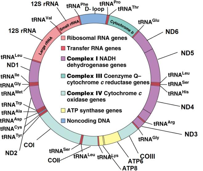 Εικόνα 34: Γενική δομή του μιτοχονδριακού DNA (3) Οι δύο αλυσίδες του μιτοχονδριακού DNA διαφέρουν μεταξύ τους στη νουκλεοτιδική σύσταση.