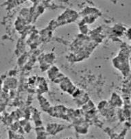 4 Ανάλυση του μιτοχονδριακού γονιδιώματος του είδους Bactrocera kandiensis Για την ανάλυση του μιτοχονδριακού
