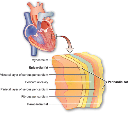 ΑΝΑΤΟΜΙΑ - ΟΡΙΣΜΟΙ Επικαρδιακό λίπος μεταξύ μυοκαρδίου και περισπλάχνιου πετάλου του περικαρδίου Παρακαρδιακό