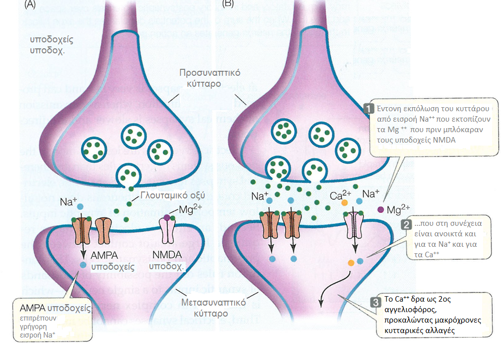 Εικόνα 2.3.6. Σχηµατική αναπαράσταση (από Sadava, et al.). Βιβλιογραφία Kandel, E.R., Schwartz, J.H. & Jessell, T.M. (1995). Essentials of Neural Science and Behavior.