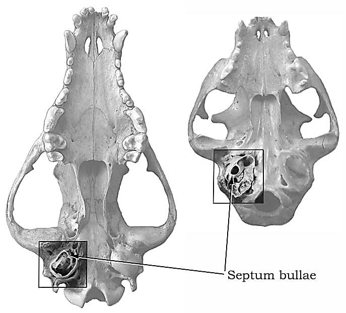Κρανίο ενός σκύλου (αριστερά) και μιας γάτας (δεξιά). Στη γάτα το ακουστικό όγκωμα διαιρείται σε δύο τμήματα από ένα πλήρως σχηματισμένο διάφραγμα (septum).