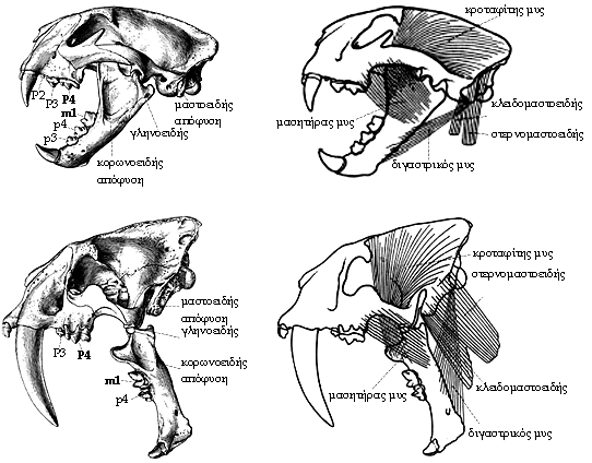 Σύγκριση κρανίων ενός Felinae, του Felis (επάνω), και ενός Machairodontinae, του Smilodon (κάτω), σε πλάγια όψη.