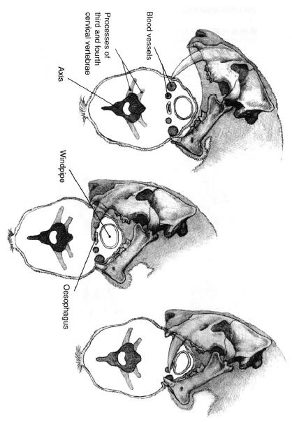 Megantereon cultridens ενώ