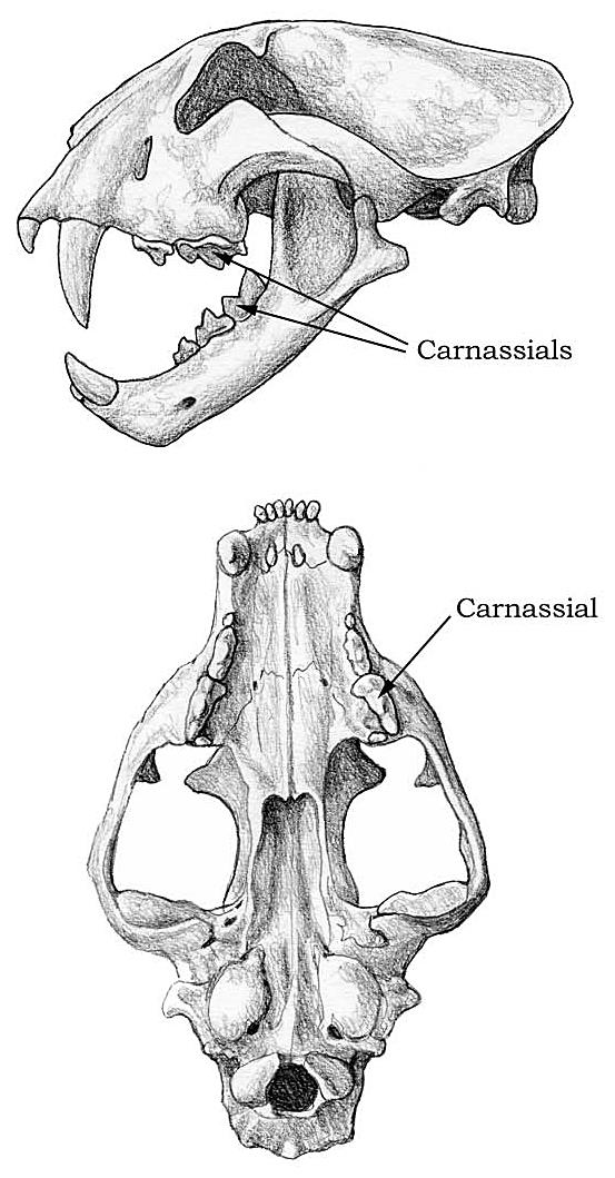 Κρανίο λεοπάρδαλης (Panthera pardus), ενός υπερσαρκοφάγου (hypercarnivorous).