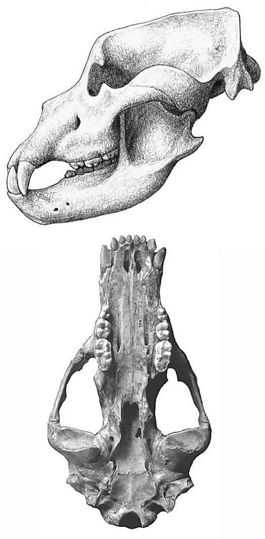 Κρανίο αρκούδας των σπηλαίων (Ursus spelaeus), ενός υποσαρκοφάγου (hypocarnivorous).