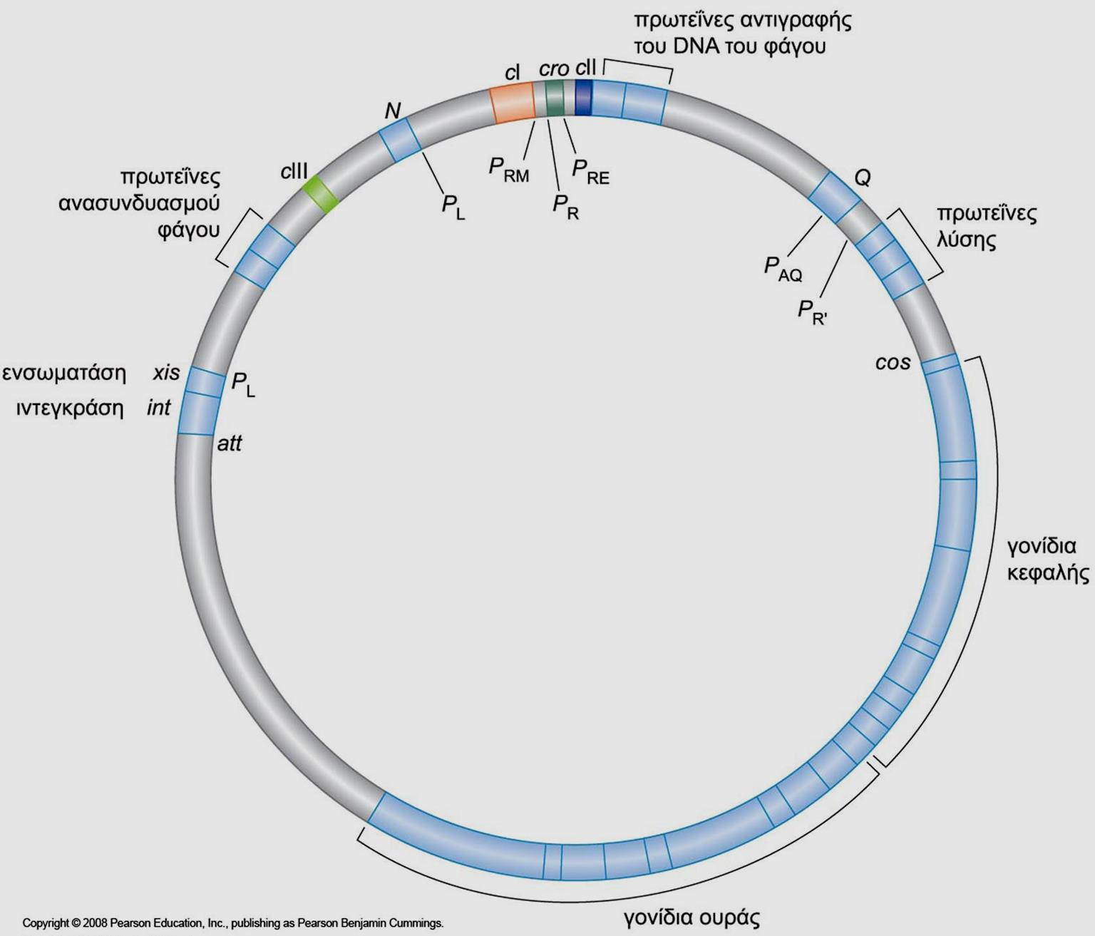 Γονίδια του λ Fig. 16.