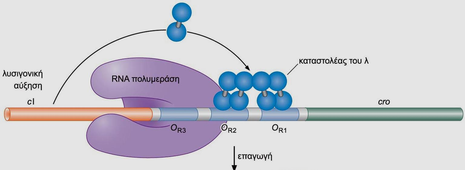 Λυσιγονία ci: O1>O2=O3