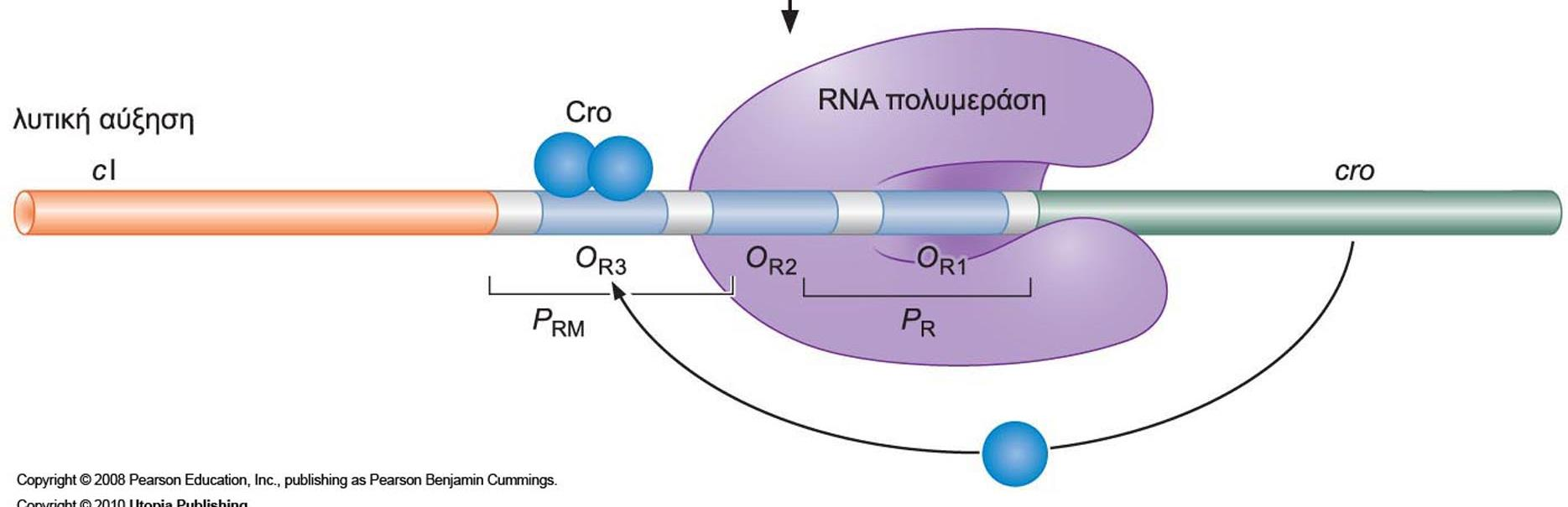 Λυτικός κύκλος Fig. 16.