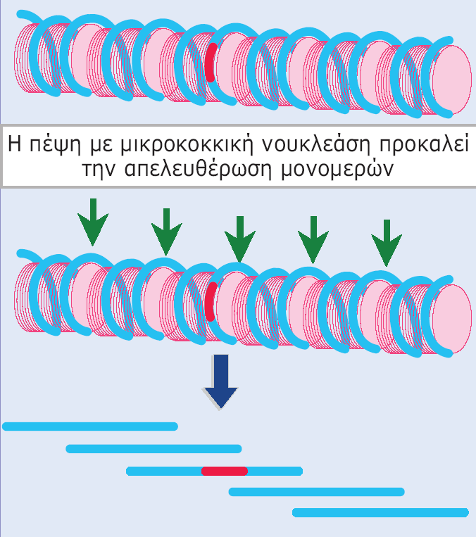 DNA, το οποίο κόβεται από τη μικροκοκκική νουκλεάση.