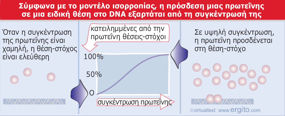 Μοντέλο ισορροπίας (Προκαρυωτικά) Εικόνα 23.