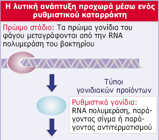 1) Πρώιμα γονίδια (αμέσως